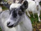 молодые козы от племенных производителей