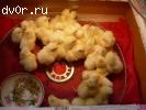 Продам цыплят(несушек) белый Леггорн, инкубационное яйцо