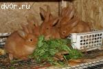 Кролики Серебристые, Новозеландские красные