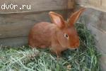Продам кроликов: новозеландских красных и  калифорнийских