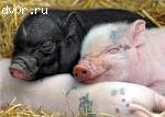 Поросята вьетнамской травоядной вислобрюхой свиньи