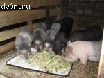 Поросята вьетнамской травоядной вислобрюхой свиньи