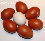 Яйца и цыплята марана черно-медного.