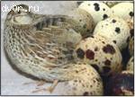 Перепела, инкубационные перепелиные яйца