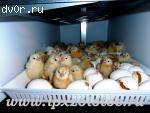 Ведется запись на цыплят и инкубационное яйцо бройлеров кросса Хаббард Ф15, несушек кросса Шевер Уайт и Шевер Браун, Ломан Браун, Кучинская Юбилейная