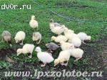 Инкубационное яйцо гусей   и гусята "Линда" и "Кубанские" сезон 2013 года