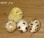 Продается перепелиное яйцо инкубационное