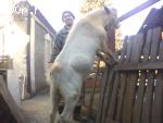 Продам зааненского козла в Украине