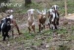 Чистопородные Нубийские козлята с родословной ADGA