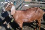 Продам нубийских коз и козлика