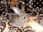 Продается молодняк племенных кроликов породы "Немецкий ризен"