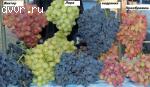 Саженцы винограда 2-х летние корнесобственые 90 десертных комплексно-устойчивых сортов-почтой.