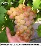 Саженцы винограда 2-х летние корнесобственые 90 десертных комплексно-устойчивых сортов-почтой.