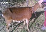 Продам козу нубийской породы