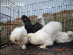 Китайские шелковые куры и цыплята - Распродажа