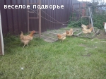 Инкубационное яйцо кур пород Пушкинская Царскосельская