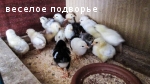 Продаю цыплят, Свердловская обл.