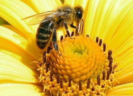 Дикий метод пчеловодства