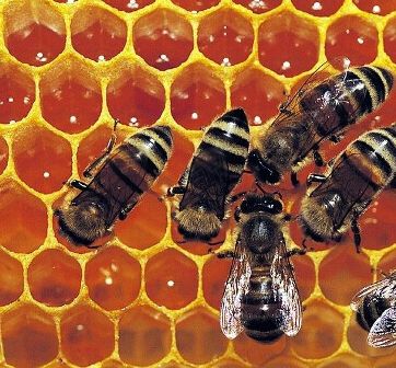 предотвращение роения пчел