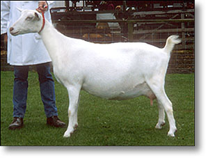 зааненская порода коз фото
