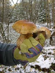грибы зимой