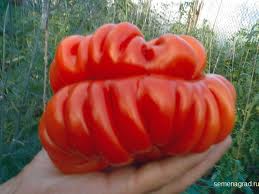 гигантский помидор