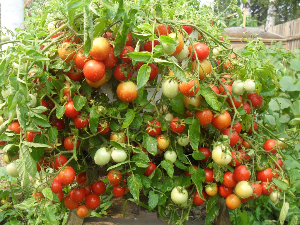 выращиваем томаты ампельные