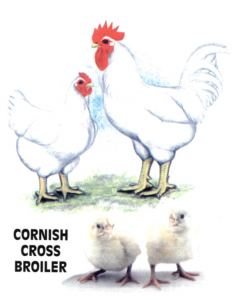 порода кур Cornish Cross Broilers
