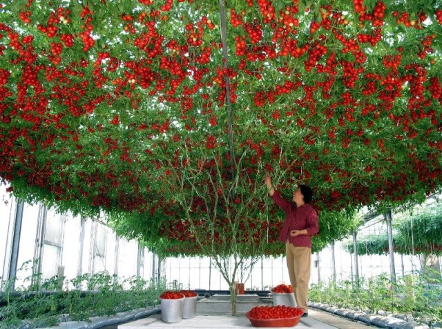 вырастить урожай томатов