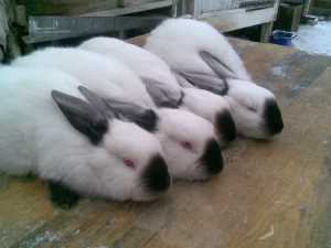 кролики фото