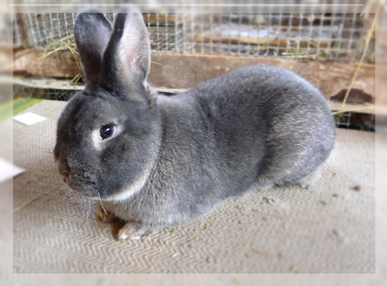 порода кроликов серо-голубой фото