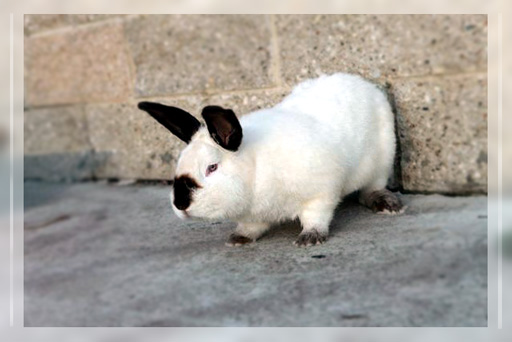 кролик породы калифорнийская