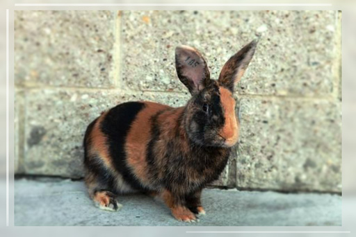 кролик породы японский фото