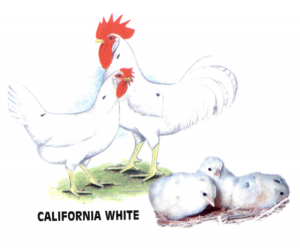 порода кур калифорнийская белая