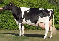 голштинская порода коров фото