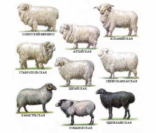 породы овец
