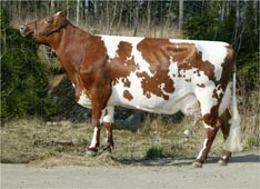 айрширская порода коров