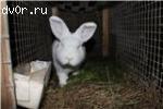 "Новозеландская белая"крольчата