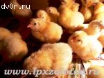 Ведется запись на цыплят и инкубационное яйцо бройлеров кросса Хаббард Ф15, несушек кросса Шевер Уайт и Шевер Браун, Ломан Браун, Кучинская Юбилейная