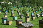 Продаю пчелопакеты 2013