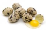 Яйца перепелов - диетическое и инкубационное