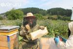 Пчелы 100 семей карпатской породы с ульями дадан