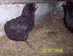 яйцо инкубационное  куриное породы Брама Темная, Светлая, Араукана, Амрок