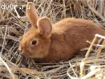 Кролики НЗК (Новозеландский красный)
