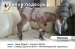 Англо-нубийские козы- продажа в ННов.