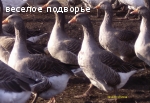 гусята Крупная серая-Борковские(украинская)