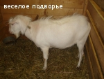 Продаю помесных козлят, Смоленская обл.