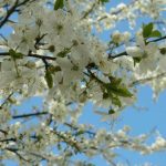Уход за яблоней весной: чем подкормить и как омолодить дерево