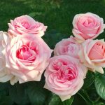 8 лучших сортов роз, которые цветут все лето